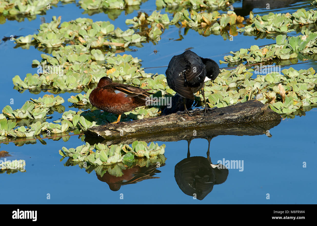 Cinnamon Teal (Anas cyanoptera) und Amerikanische Blässhuhn (Fulica americana) teilen sich eine auf der Chapala See, Jocotopec, Jalisco, Mexiko anmelden Stockfoto
