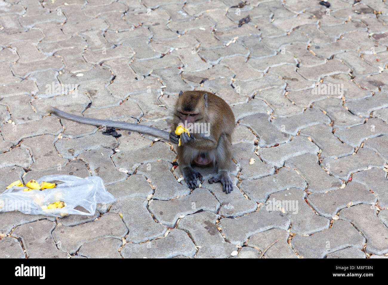 Krabbe - Essen macaque frisst Bananen. Tiger Cave Tempel. Krabi, Thailand. Stockfoto