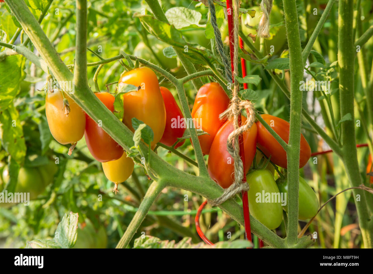 La Roma reife Tomaten auf verschiedenen Ebenen. Stockfoto