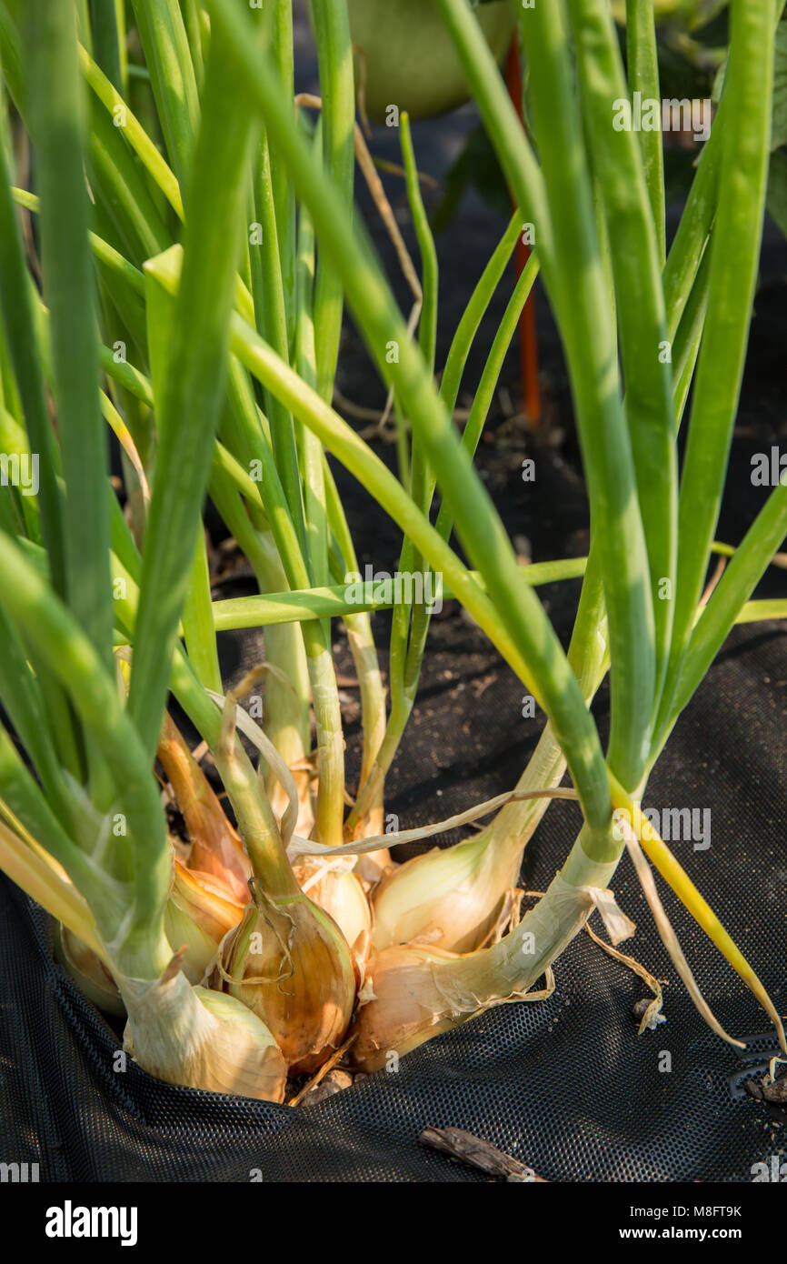 Cluster von Walla Walla Zwiebeln in einem Garten mit schwarzem Stoff wachsenden Laubdecke um sie Unkraut zu minimieren. Stockfoto