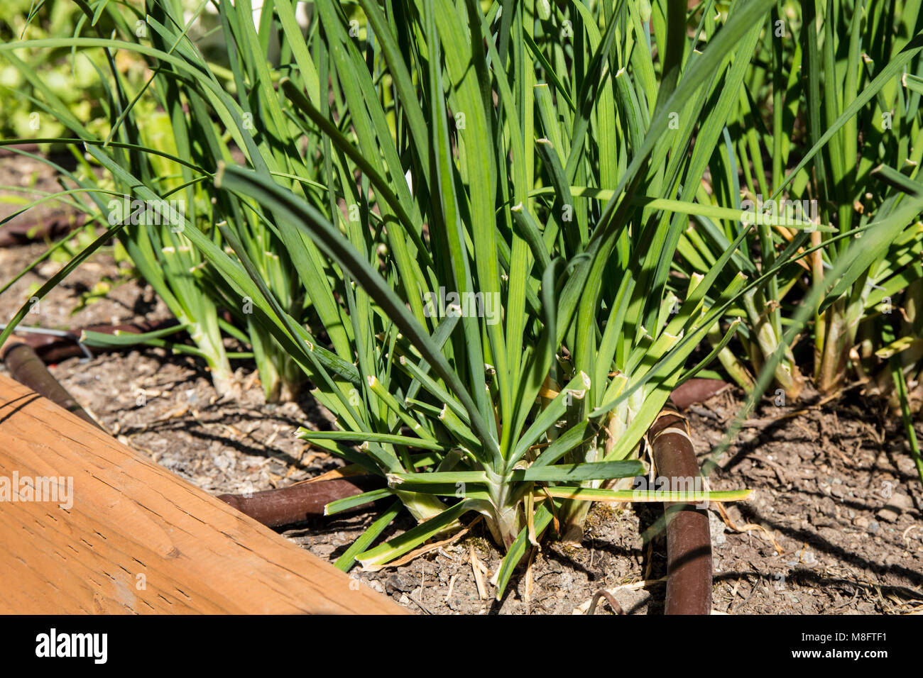 Knoblauch Schnittlauch wächst. Allium tuberosum ist eine mehrjährige Pflanze, die aus einer kleinen, länglichen Glühbirne Stockfoto