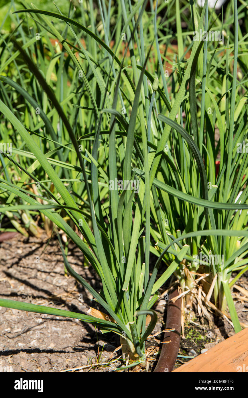 Knoblauch Schnittlauch wächst. Allium tuberosum ist eine mehrjährige Pflanze, die aus einer kleinen, länglichen Glühbirne Stockfoto