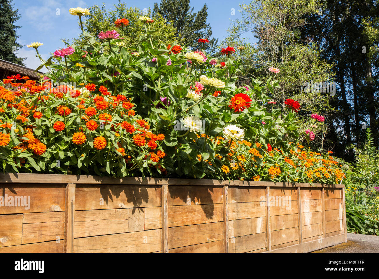 Blume Garten voller Butterblumen und zinnien in einem Hüfthohen angehoben Bed Stockfoto