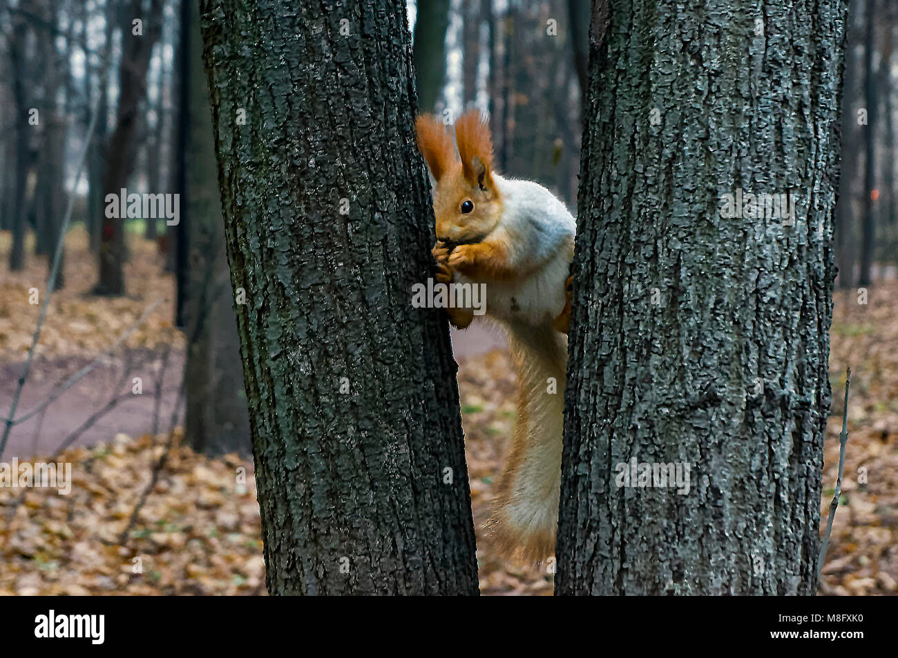 Eichhörnchen Ausführung eines Split Stockfoto