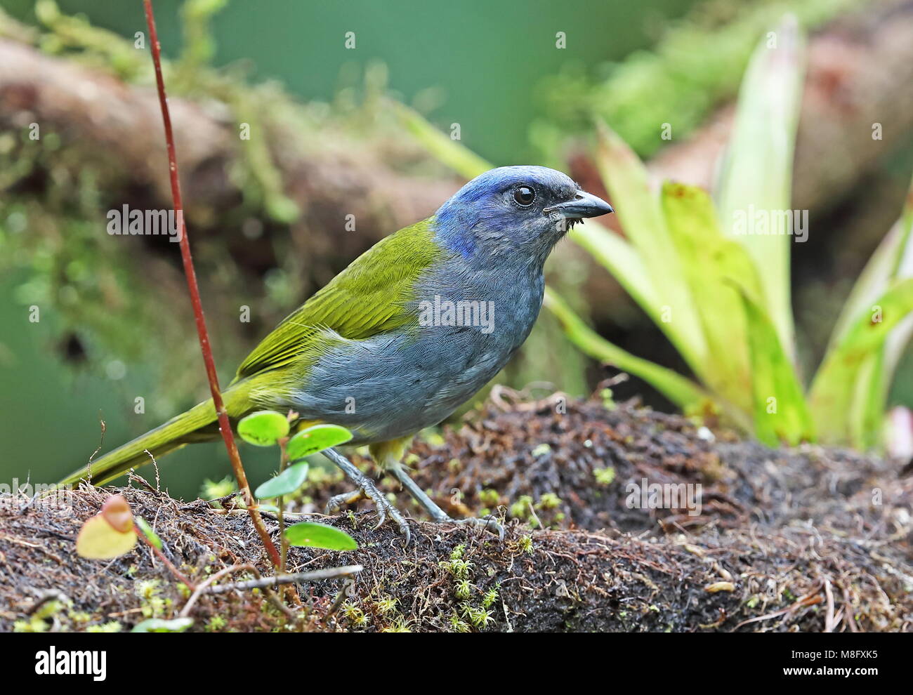 Blue-capped Tanager (Sporathraupis cyanocephala cyanocephala) Erwachsenen thront auf Bemoosten ast Vinicio Birdwatcher's House, Nono-Mindo Straße, Ecuador Stockfoto