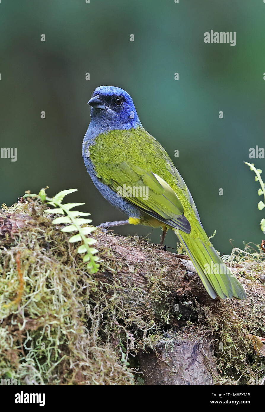 Blue-capped Tanager (Sporathraupis cyanocephala cyanocephala) Erwachsenen thront auf Bemoosten ast Vinicio Birdwatcher's House, Nono-Mindo Straße, Ecuador Stockfoto