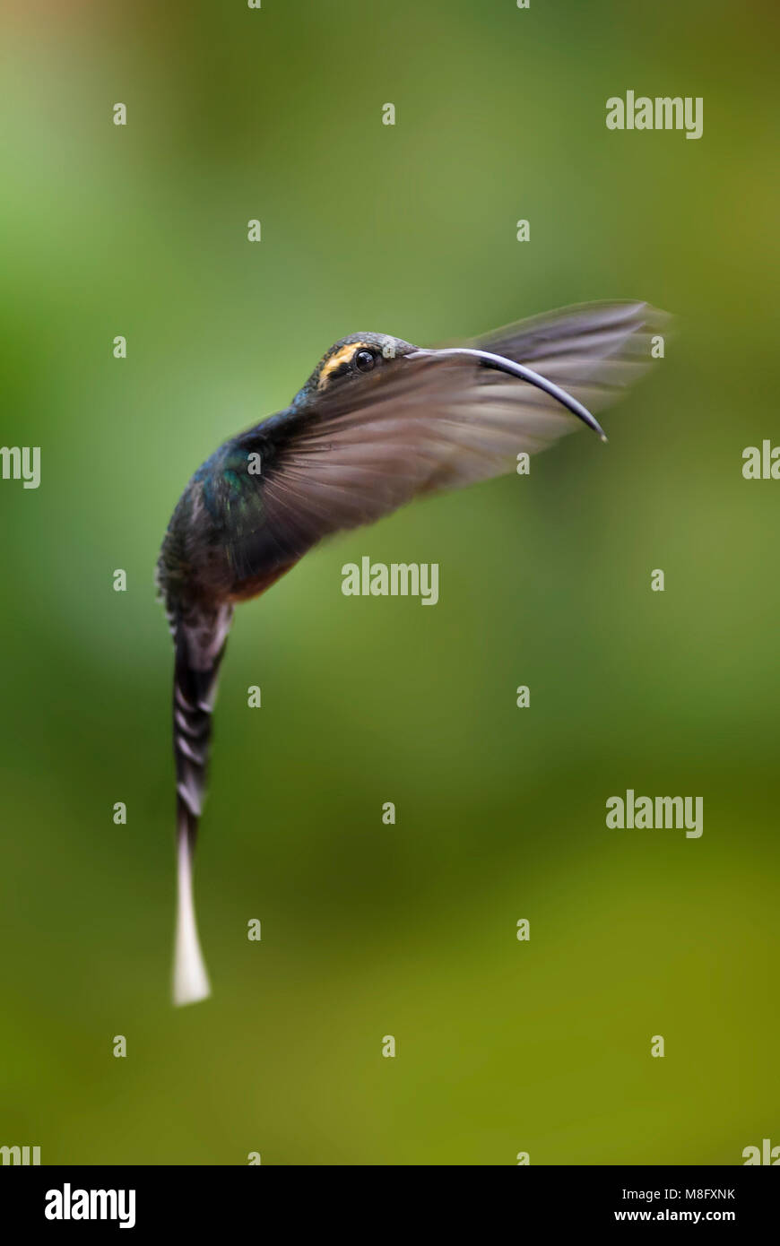 Wenig Eremit - Phaethornis longuemareus, schöne lange beaked Long-tail Kolibri aus Costa Rica La Paz Wasserfall. Stockfoto