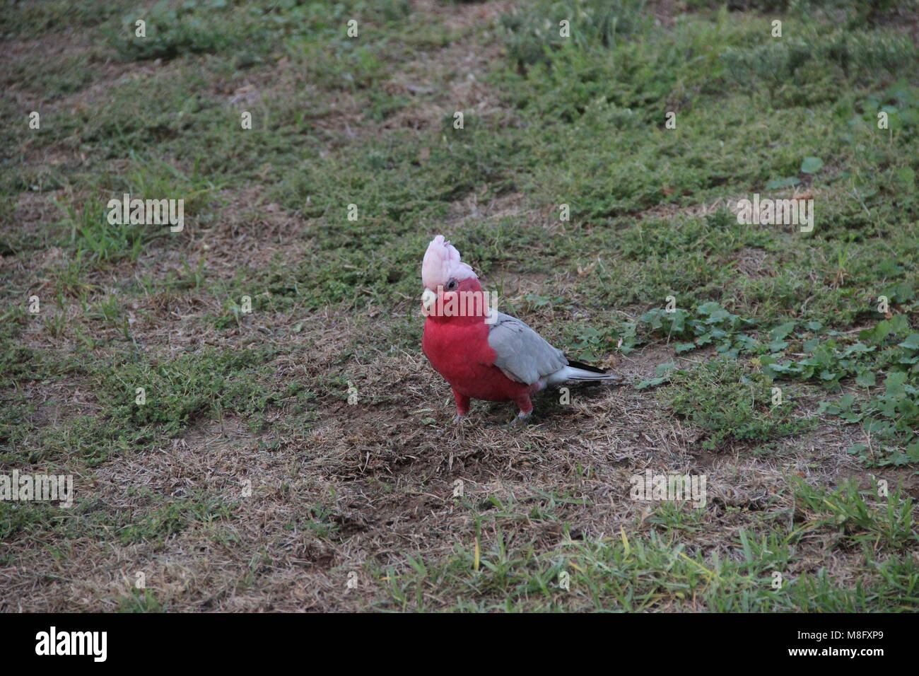 Galah Vogel Flügel gefaltet Stockfoto