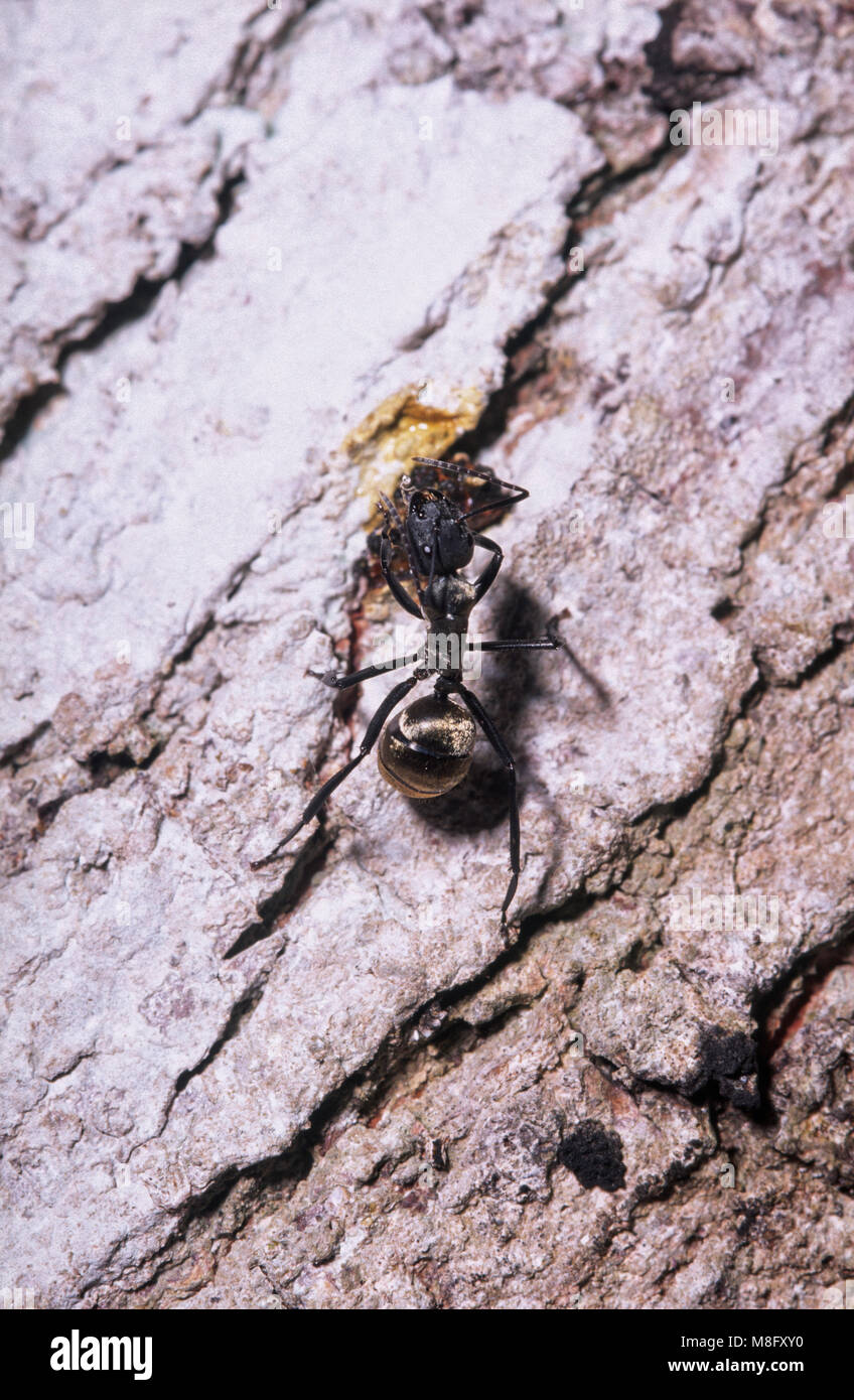 Golden carpenter Ant (Camponotus sericeiventris) Fütterung auf honigtau von Skala Insekten (Stigmacoccus sp.) Stockfoto