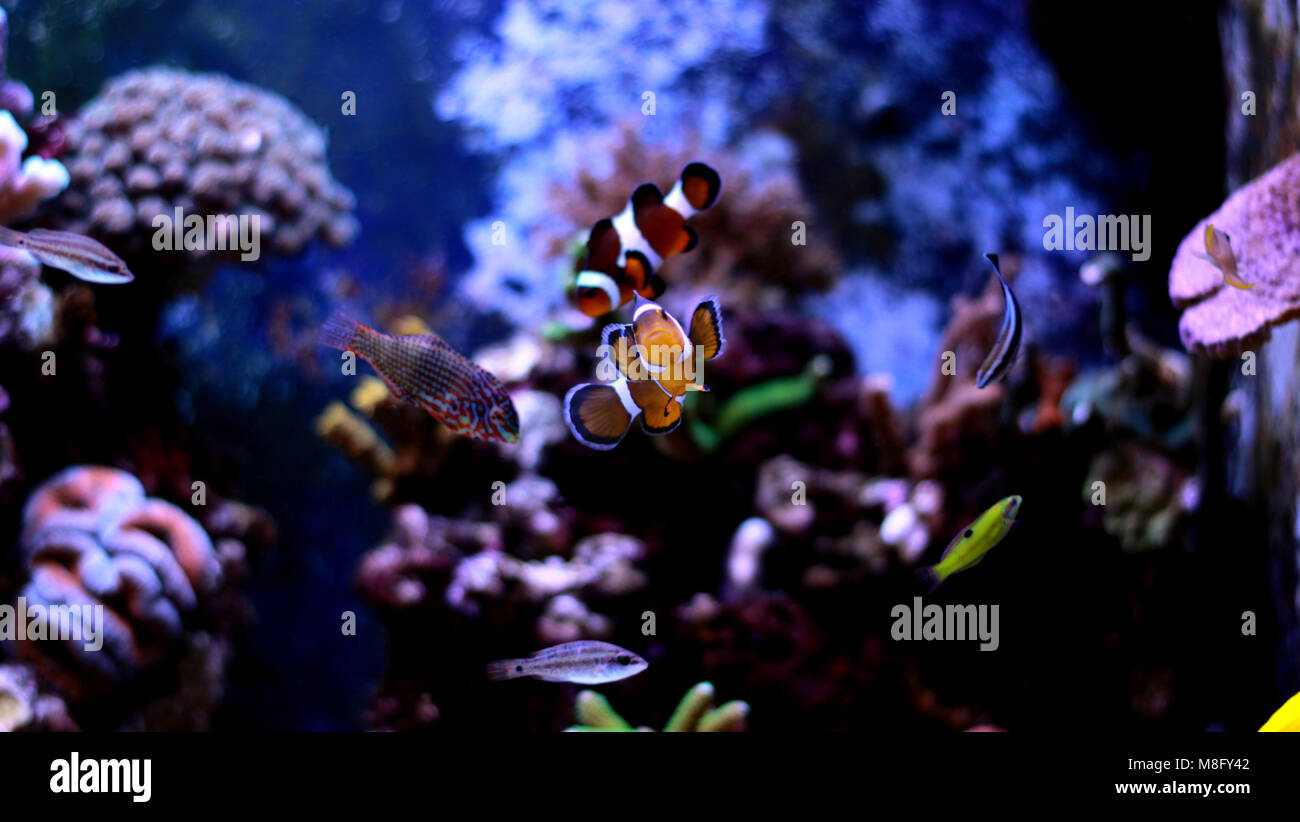 Clownfische - real Nemo im Aquarium Stockfoto