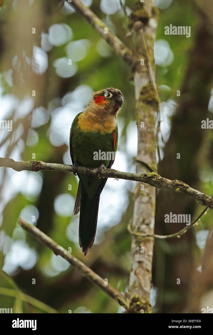 Weiß-necked Parakeet (Pyrrhura albipectus) Erwachsenen auf dem Zweig Bombascaro Flusses, Ecuador Februar Stockfoto