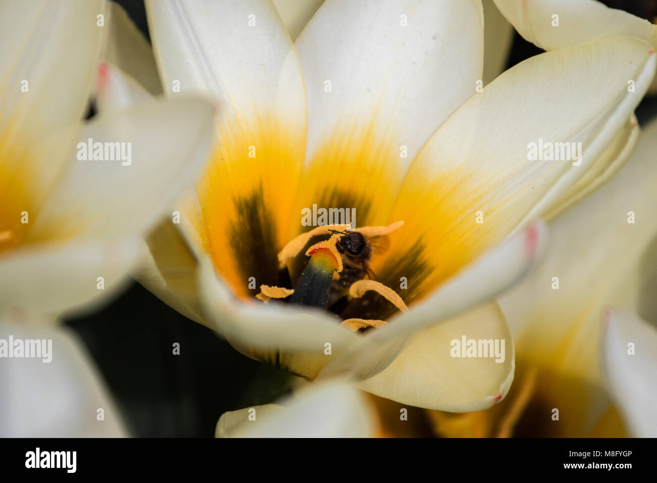 Frau Tulpe, Candy-stripe Tulpen, Tulipa Lady Jane mit Biene Damen-Tulpe 'Peppermint Stick" mit Biene Stockfoto