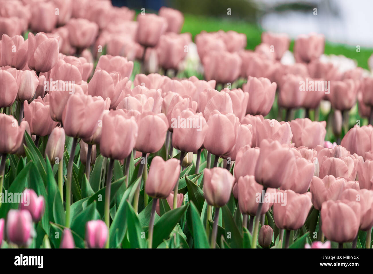 Riesige Gebiet der rosa Tulpen mit schneebedeckten Olympic Mountains im Hintergrund. Jährliche Frühling Tulip Festival zieht Tausende Besucher nach Washington St Stockfoto