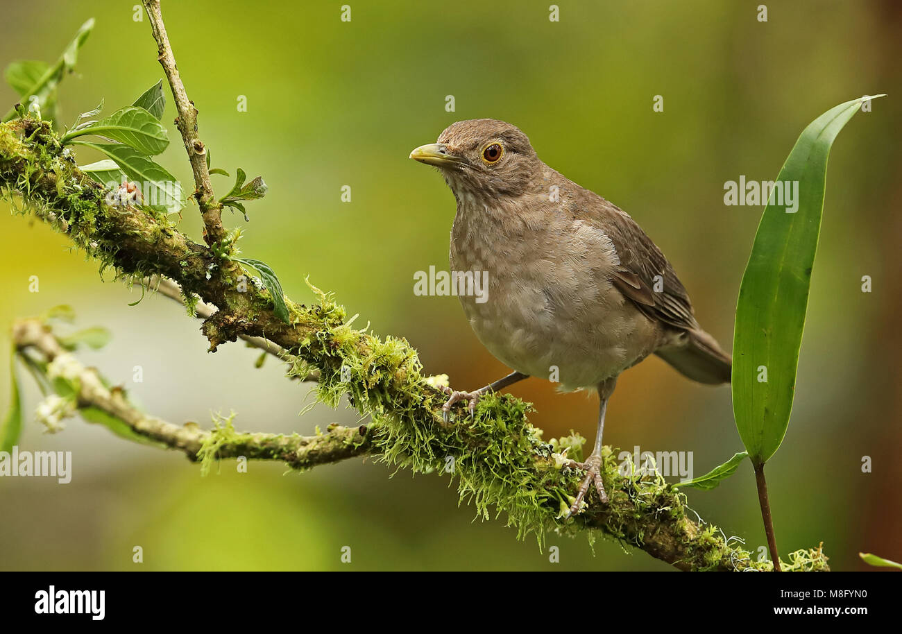 Ecuadorianischen Thrush (Turdus maculirostris) Erwachsenen auf dem Zweig Nono-Mindo Straße, Ecuador Februar gehockt Stockfoto