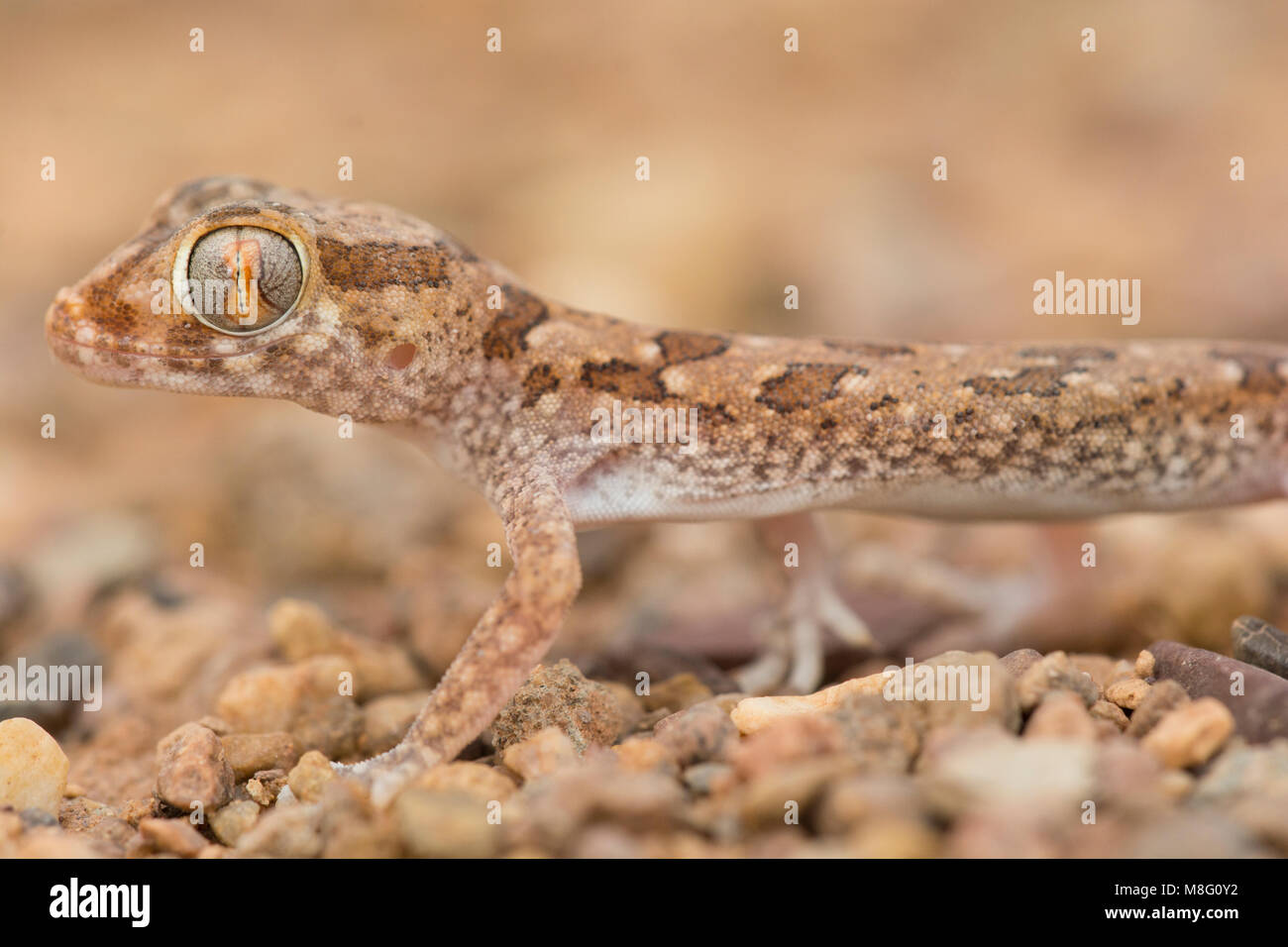 Elegante Gecko (Stenodactylus sthennodactylus) in der westlichen Sahara Wüste von Marokko. Stockfoto