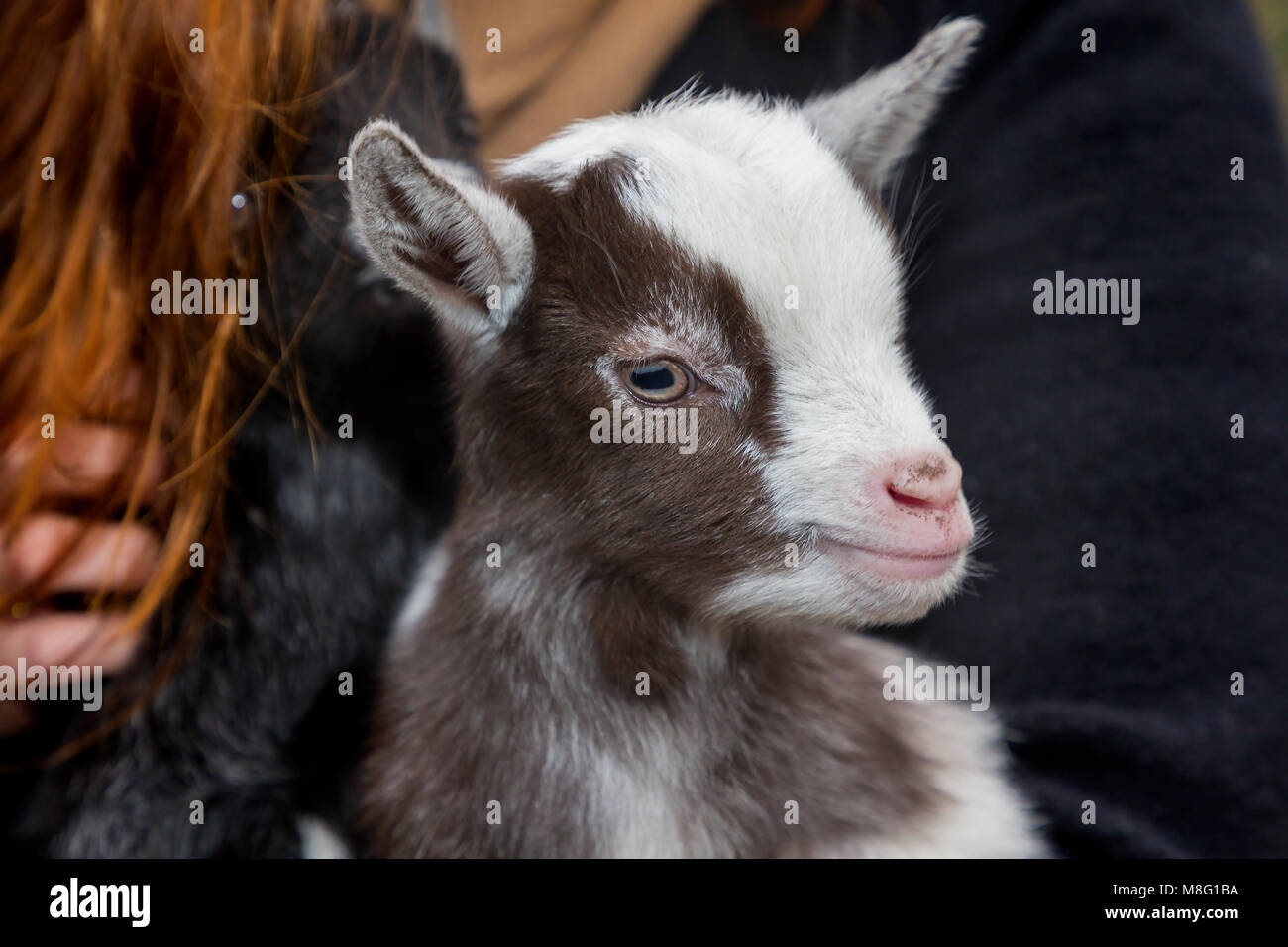 Eine Dame hält selten African Pygmy goat Zwillinge im Zoo an der Walton Hall und Gärten, Walton, Warrington, Cheshire, England, UK im März 2018 geboren Stockfoto