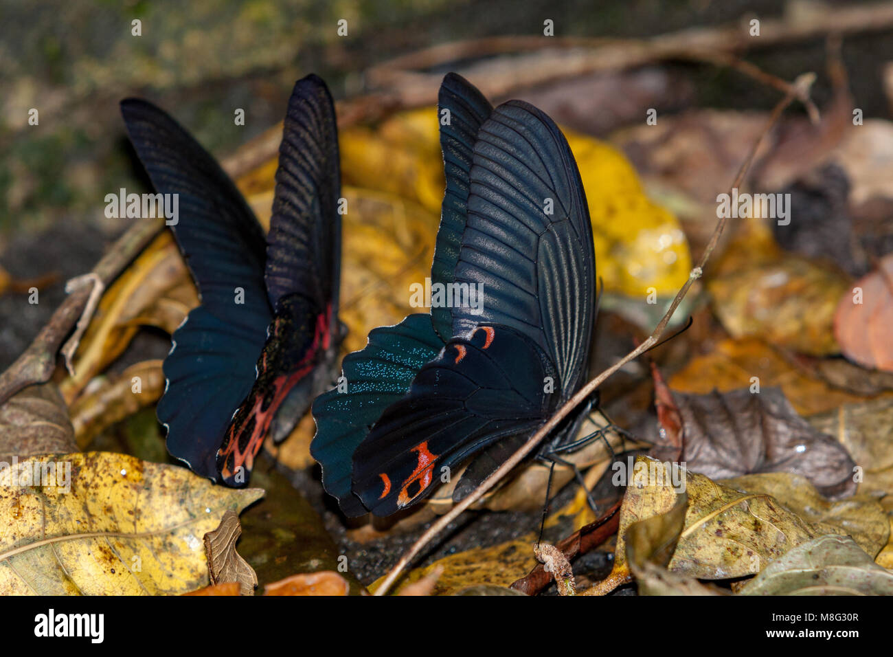 Papilio protenor amaura (Vordergrund) und Formosan Schwalbenschwanz (Papilio taiwanus) (Hintergrund) Schmetterlingsarten Flüssigkeit auf nassen Böden, Schlamm - puddling Stockfoto