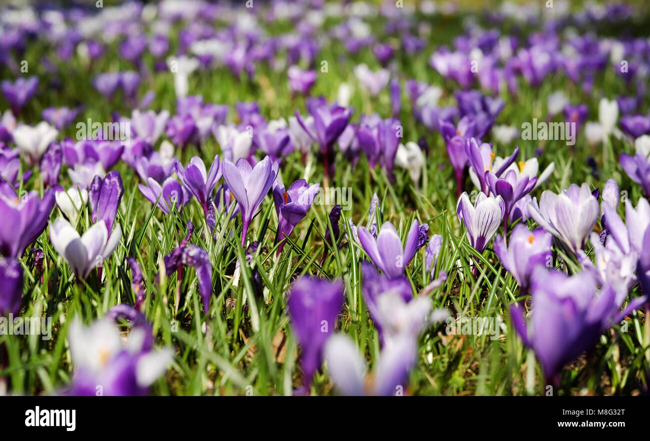 Crocus Feder, Stockfoto