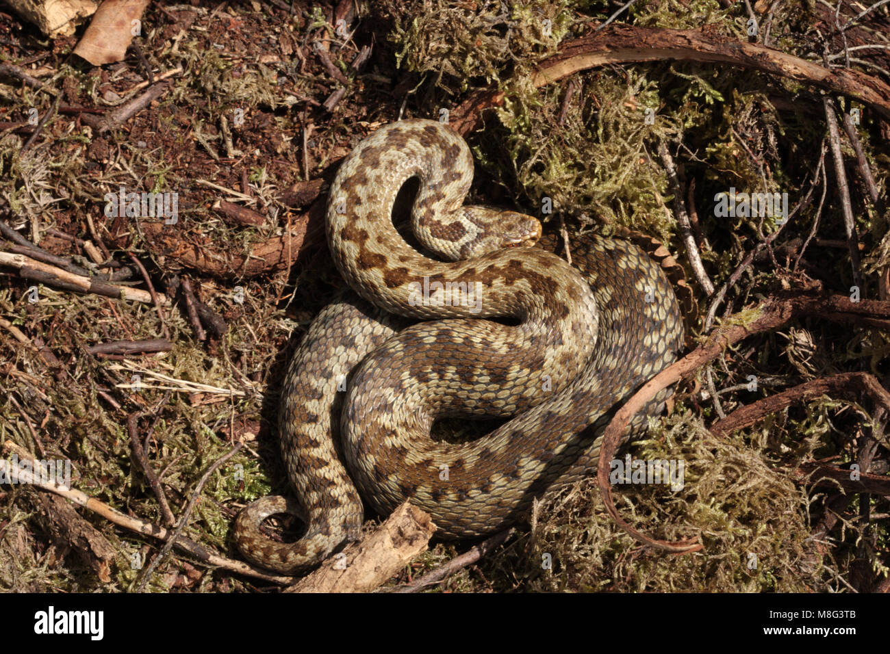 Weibliche Kreuzotter, Vipera berus, Basking Stockfoto