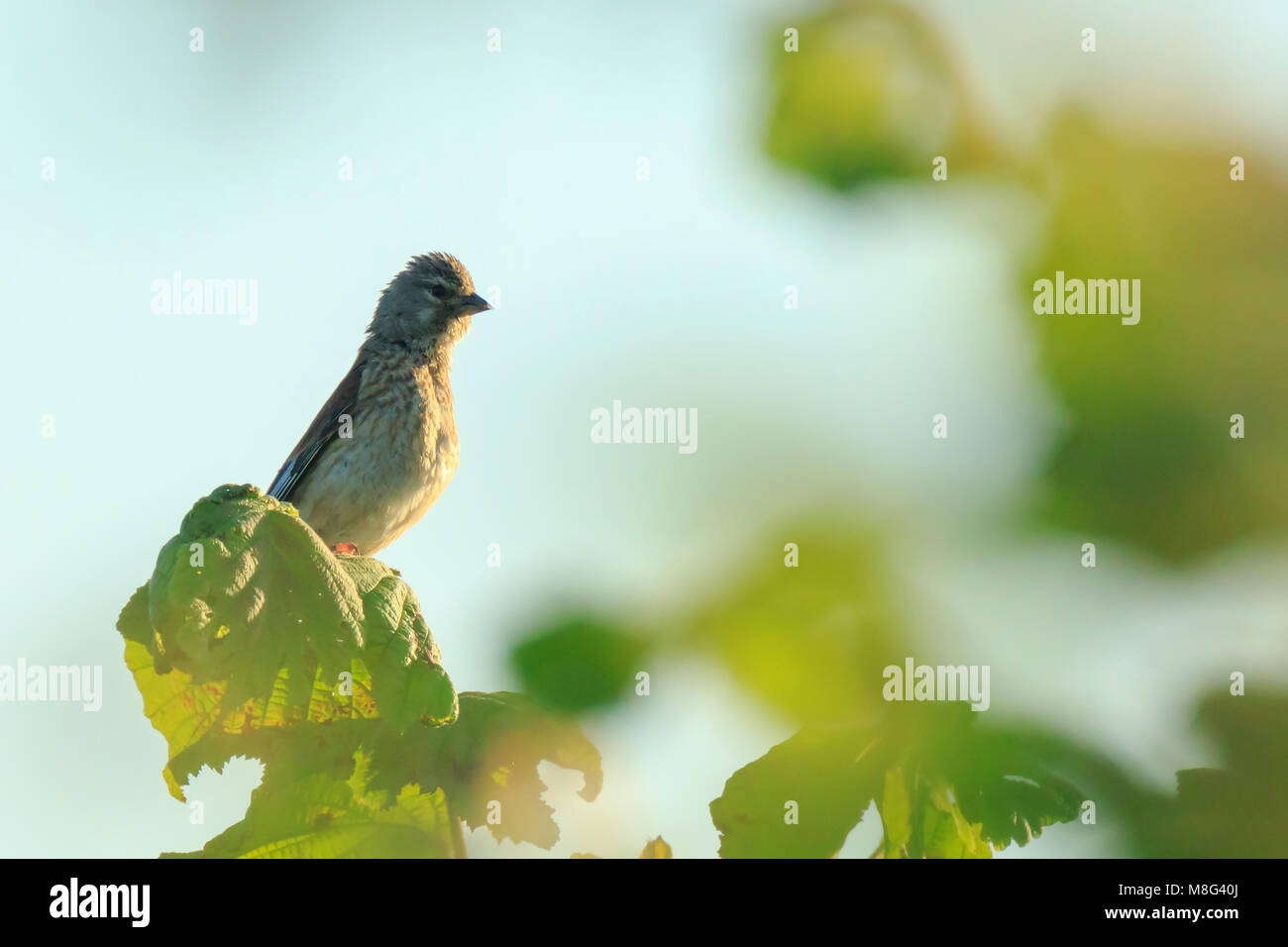 Closeup Portrait einer hänfling Vogel, Carduelis cannabina, Display und die Suche nach einem Gehilfen im Frühling Saison. Das Singen im frühen Sonnenlicht. Stockfoto