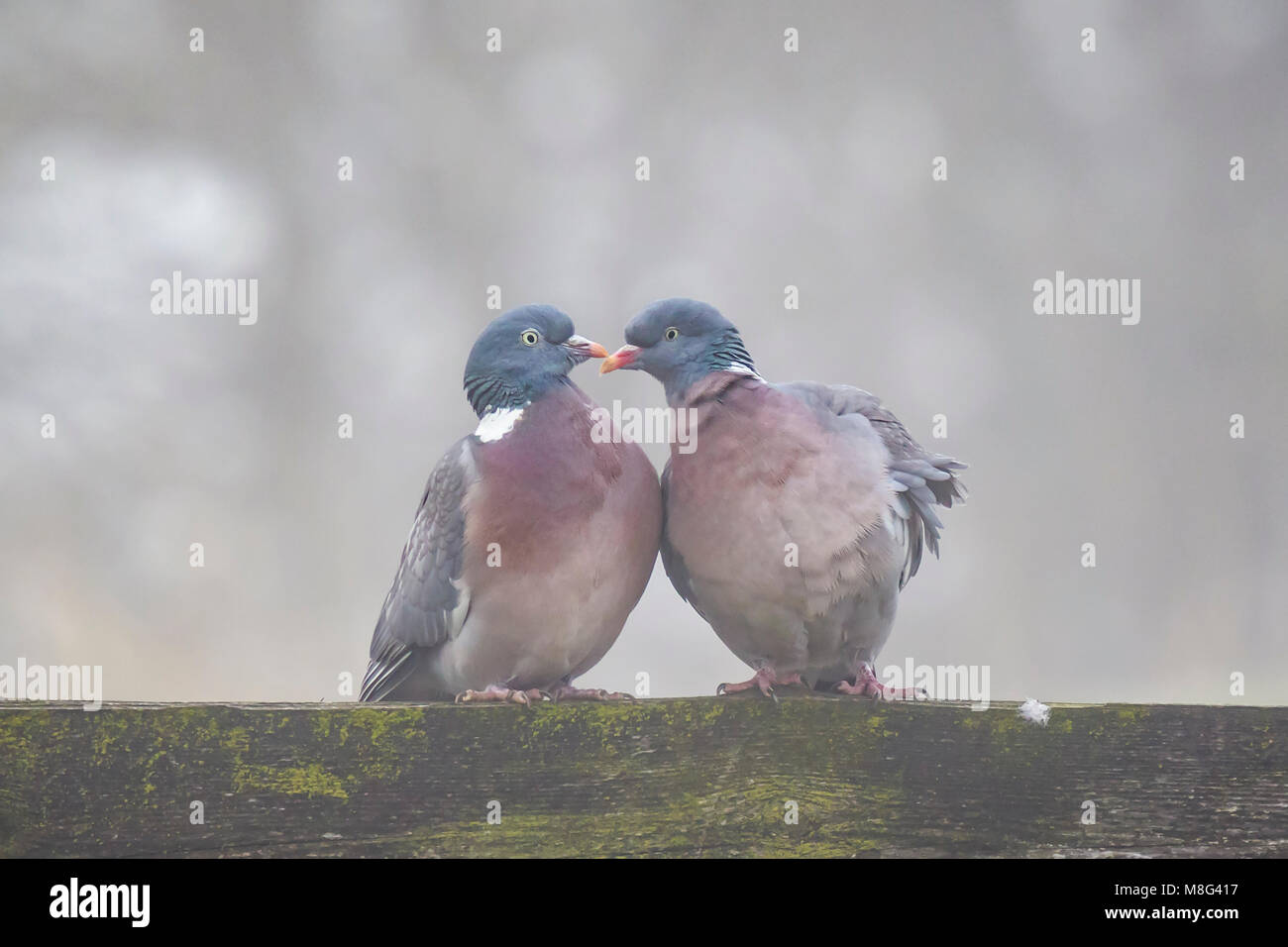 Zwei Tauben in einer grauen und kalten Umgebung flirten, bilden sie die Form eines Herzens Stockfoto