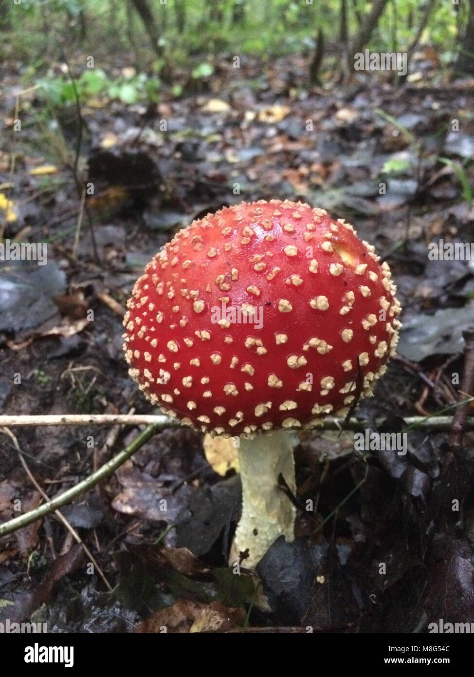 Amanita fly agaric mashroom im Wald. Stockfoto