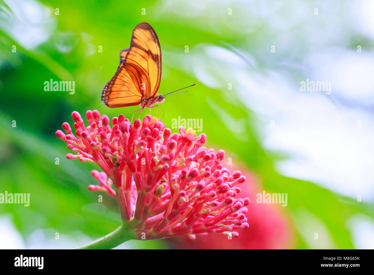 Tropische Julia Schmetterling Dryas iulia Fütterung auf rote Blumen aufliegt und auf rainforest Vegetation Stockfoto