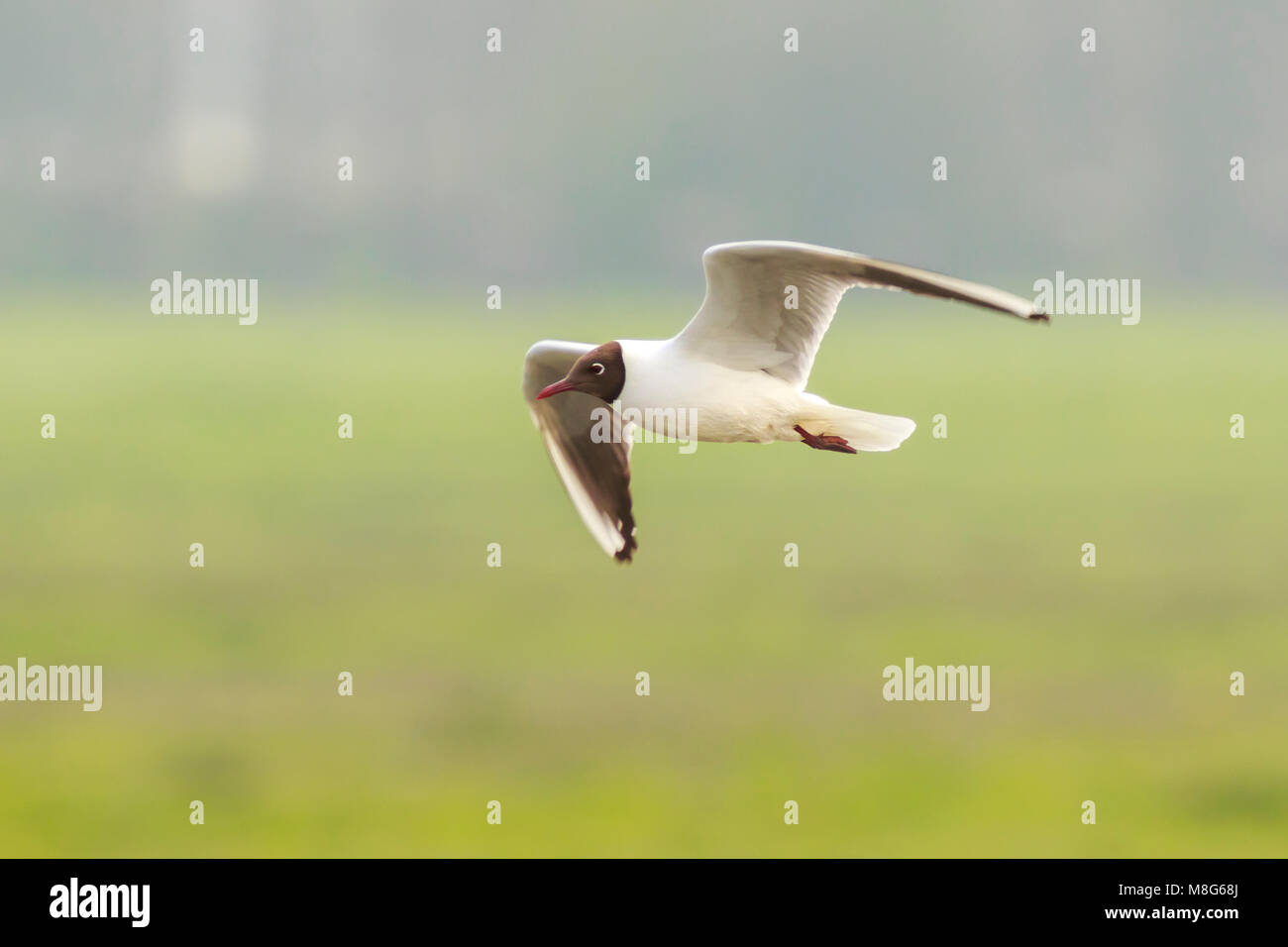 Nahaufnahme von einem Lachmöwe Chroicocephalus Ridibundus, während des Fluges Stockfoto