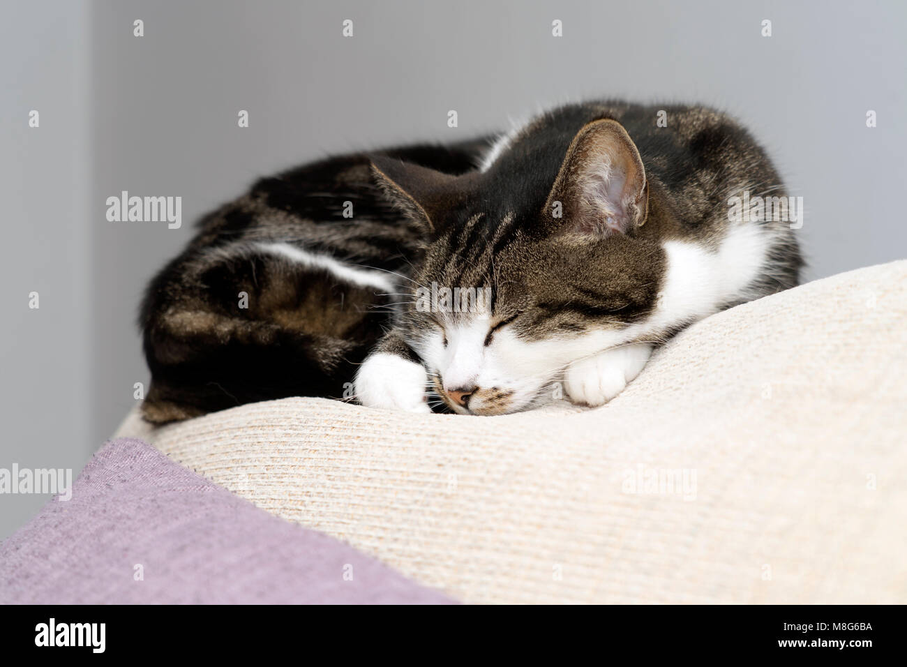 Nahaufnahme einer verschlafenen Katze Stockfoto