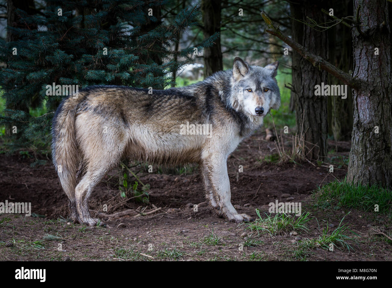 Wolf dargestellt in U Conservation Society, Wölfe sind in großen Gebieten gehalten und gut nach, Sie viele Wölfe vor dem sicheren Tod gerettet haben. Stockfoto