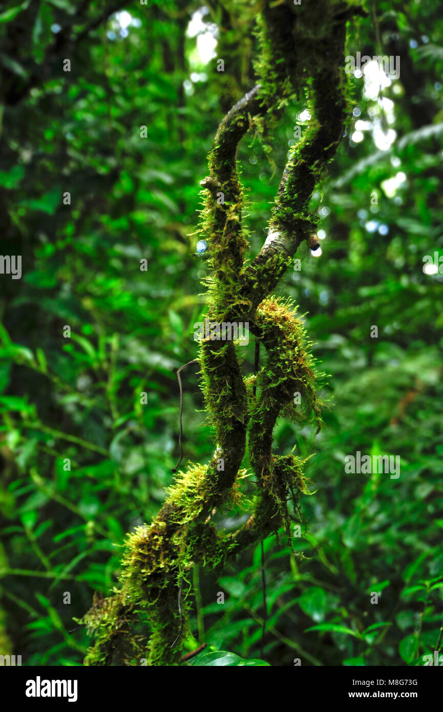 Epiphyten, Pflanzen, die auf anderen Pflanzen, gedeihen in der feuchten Umgebung in Monteverde Cloud Forest Reserve. Stockfoto