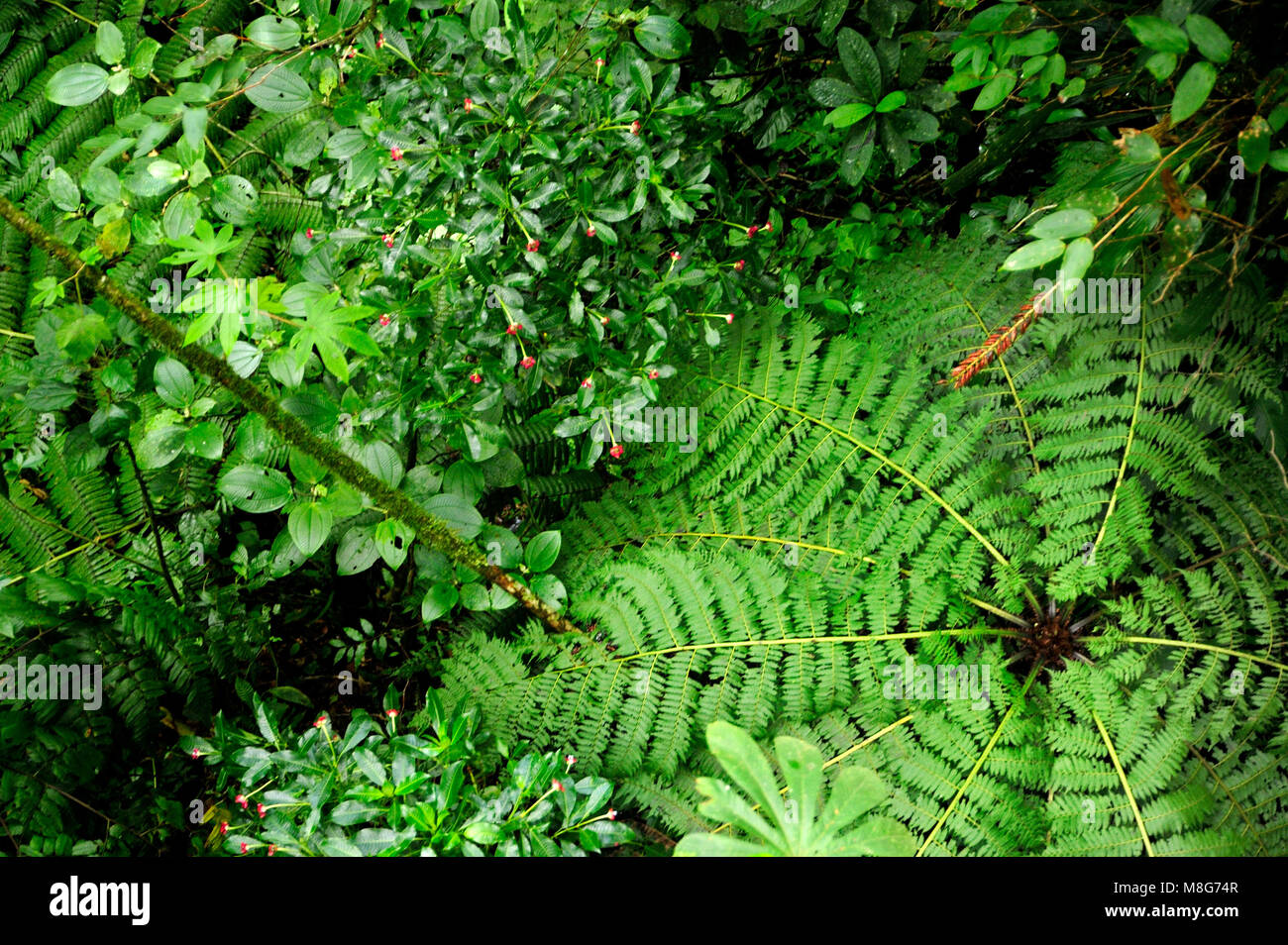 Die Monteverde Cloud Forest Reserve wurde 1972 gegründet und zunächst rund 810 Hektar großen, bewaldeten Grundstück. Über 8 Meilen (13 km) Wanderwege sind Stockfoto
