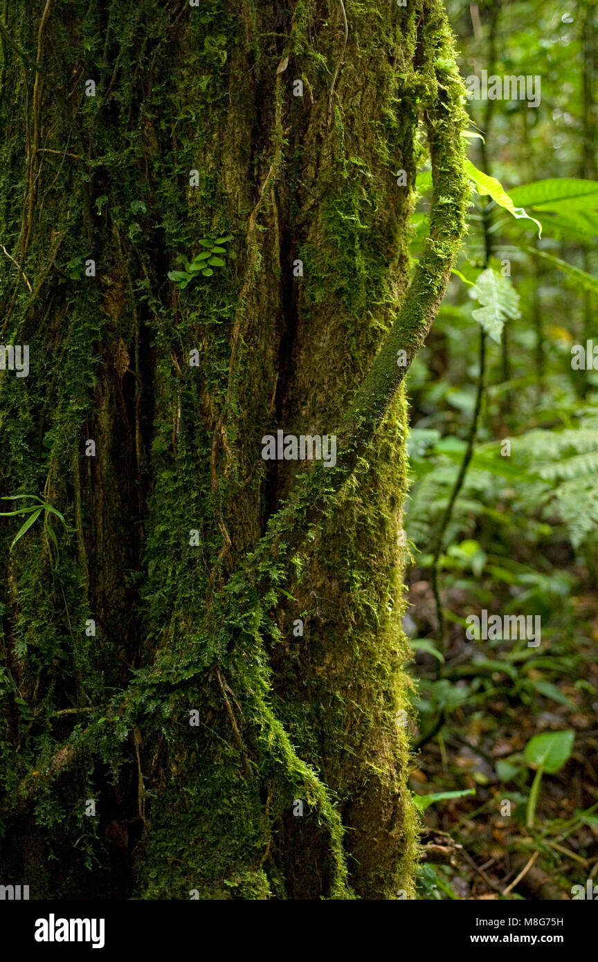 Einen bemoosten Antenne root Um einen Baumstamm in der Nebelwaldreservat Wraps. Stockfoto