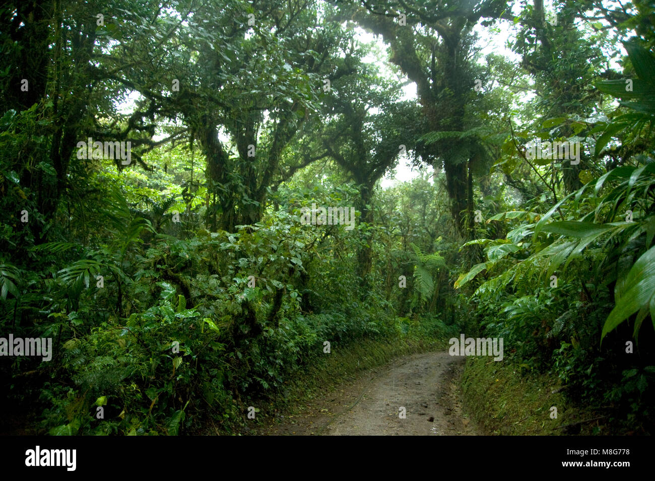 Üppiges, grünes Laub umgibt die zahlreichen Wanderwege in Monteverde Cloud Forest in Costa Rica. Stockfoto