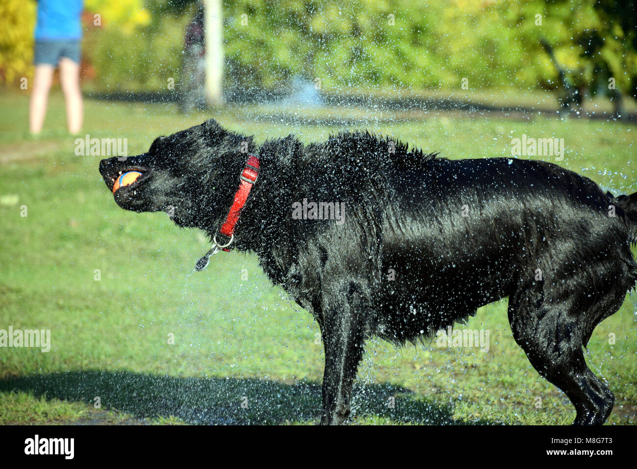 Ein Hundeleben - Shake it up! Stockfoto