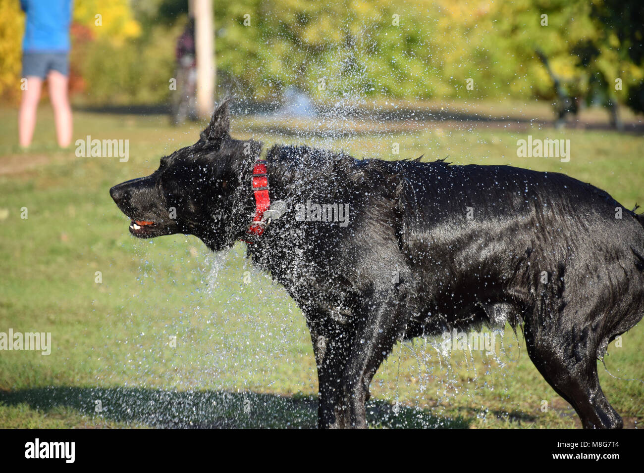 Ein Hundeleben - Shake it up! Stockfoto