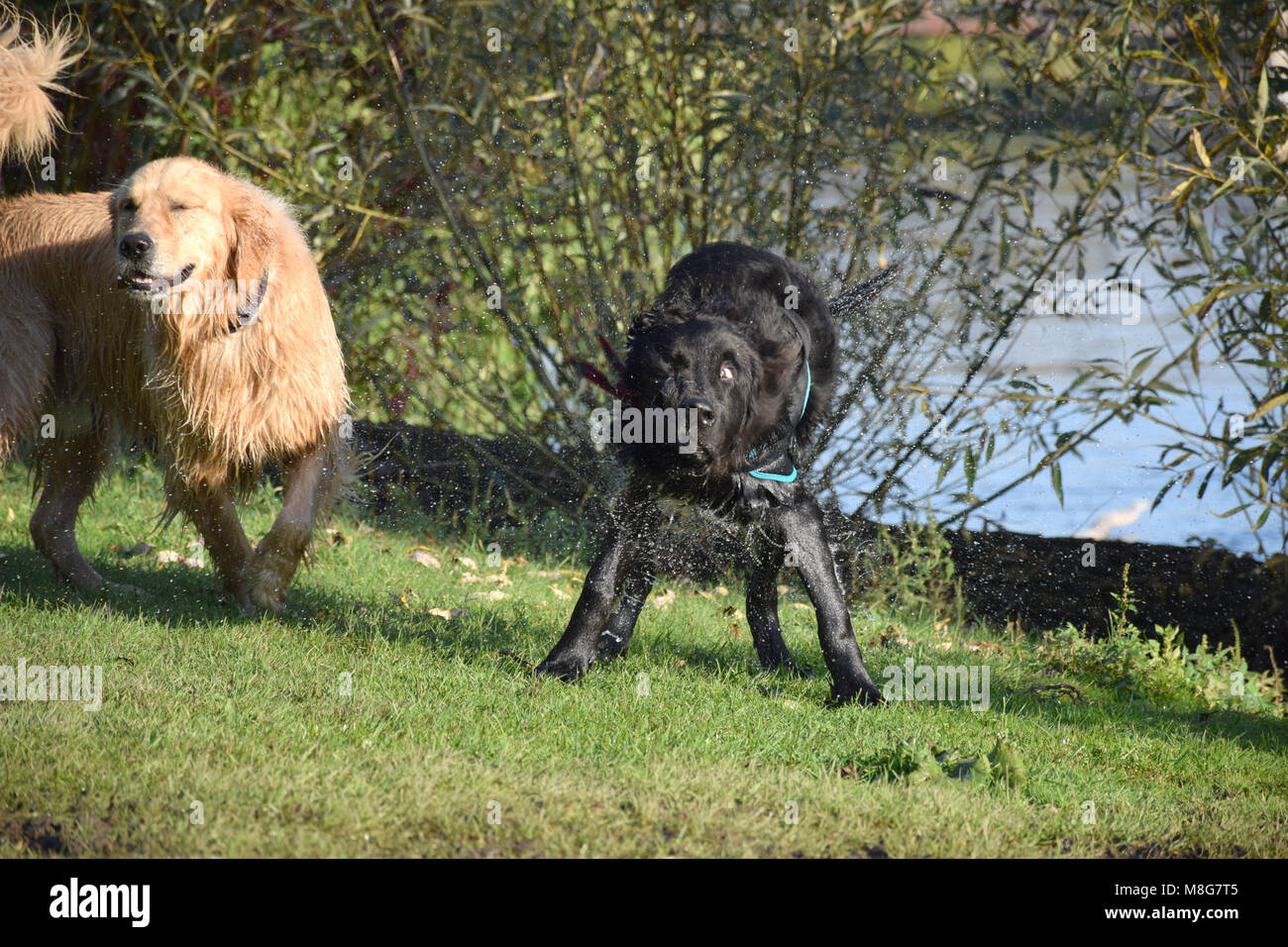 Ein Hundeleben - Shake it up! Stockfoto