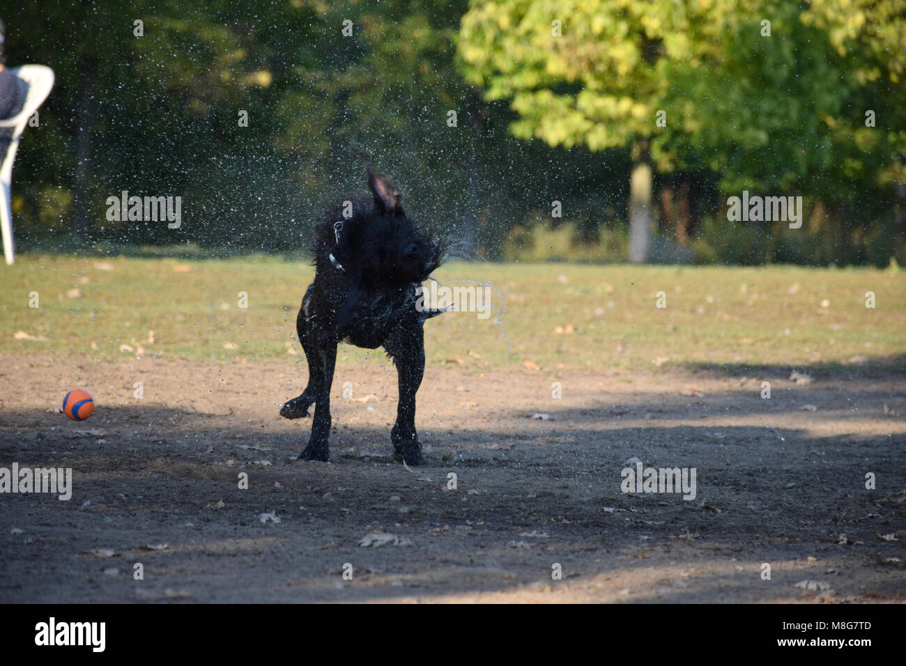 Ein Hundeleben - Shake it up! Stockfoto