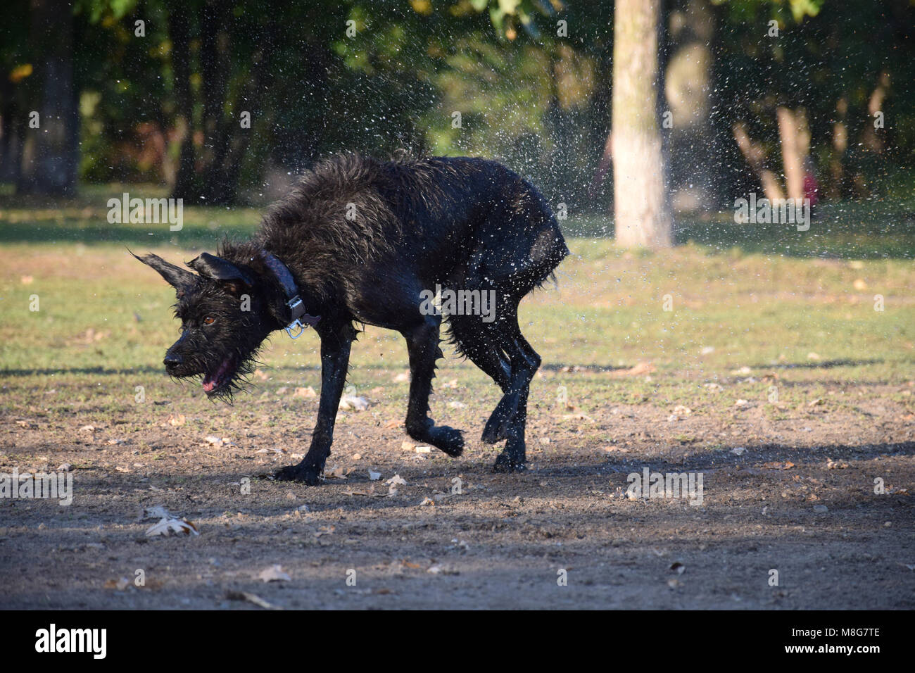 Ein Hundeleben - Shake it up! Stockfoto