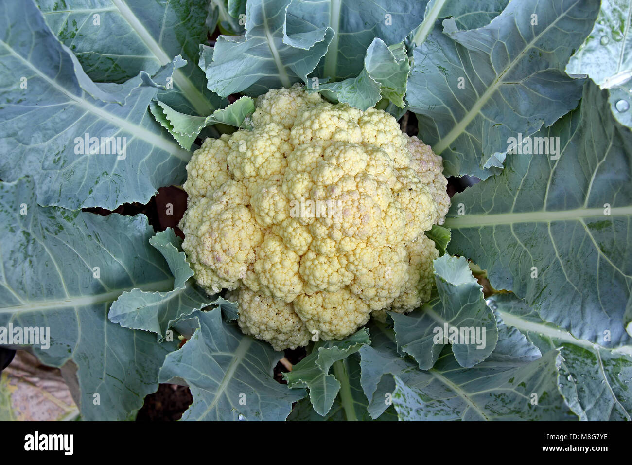 In der Nähe von Reifen Blumenkohl wachsen in der Anlage von einem Gemüsegarten in Indien. Stockfoto
