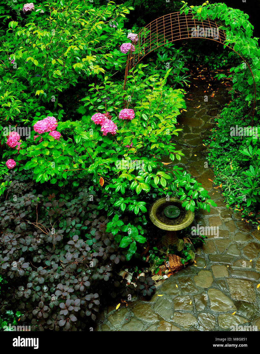 Garten Weg Zypressen Garten Mill Valley Kalifornien Stockfoto