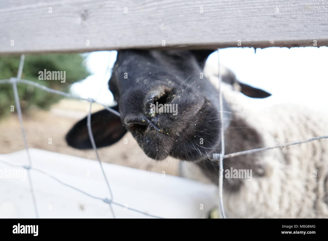 Schafe Nase durch Zaun Stockfoto