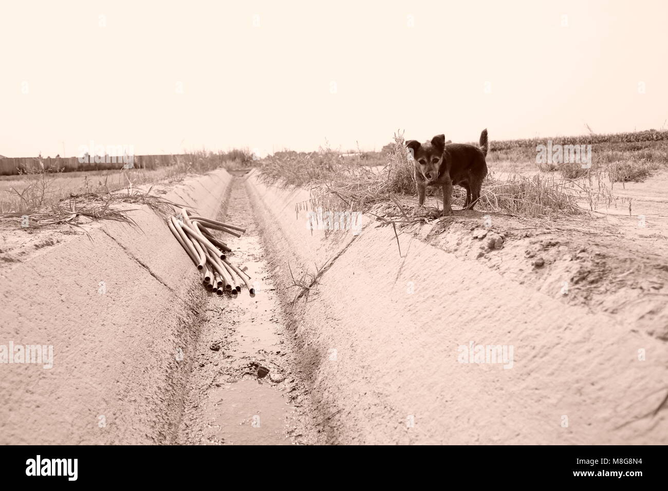 Hund über Bewässerung Graben Stockfoto