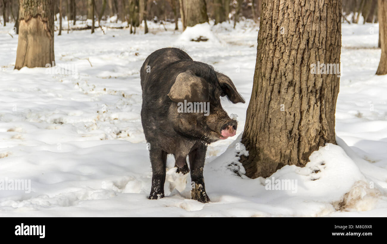 Serbien - Die Mangalica (Mangalitsa, mangalitza) Eine alte ungarische Hunderasse der Hausschwein frei durchstreifen die verschneite Wälder und Nahrungssuche für Lebensmittel Stockfoto