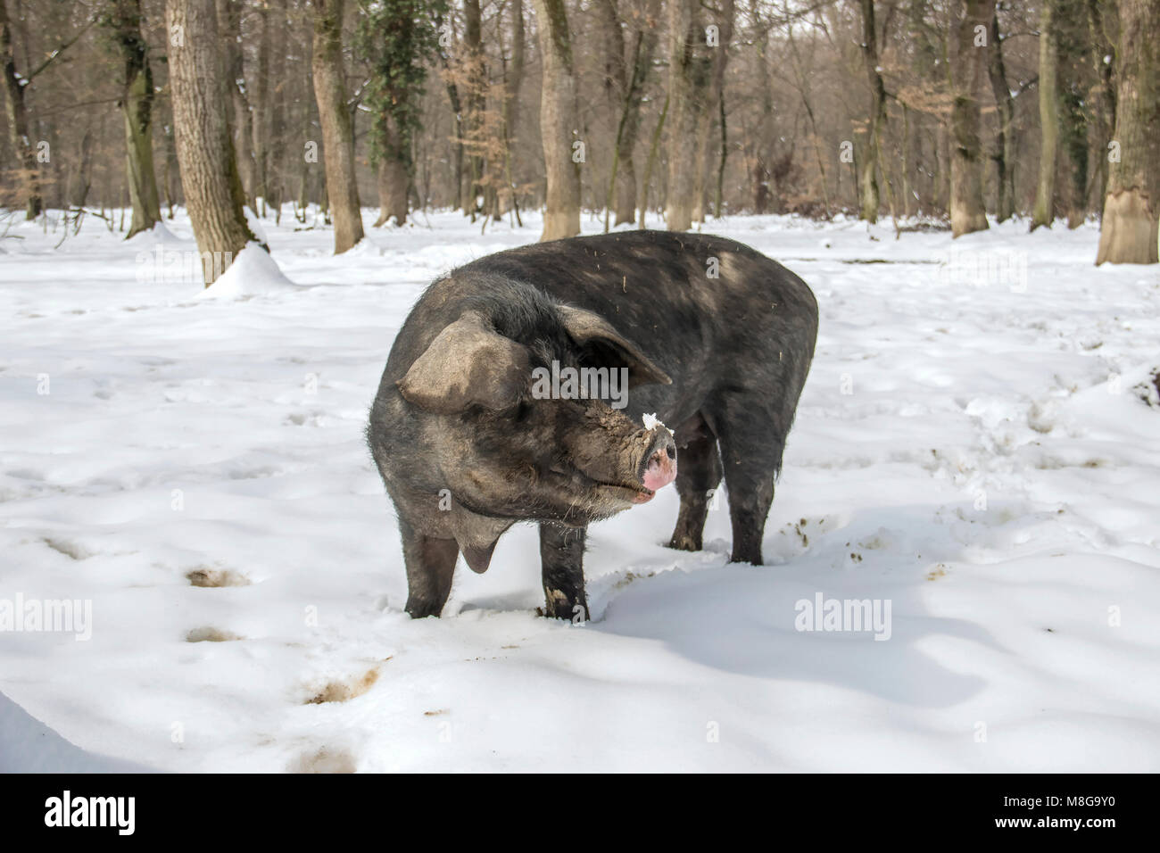 Serbien - Die Mangalica (Mangalitsa, mangalitza) Eine alte ungarische Hunderasse der Hausschwein frei durchstreifen die verschneite Wälder und Nahrungssuche für Lebensmittel Stockfoto
