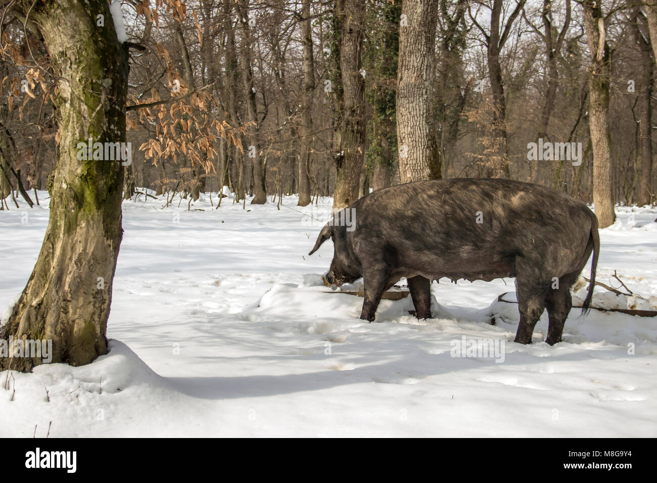 Serbien - Die Mangalica (Mangalitsa, mangalitza) Eine alte ungarische Hunderasse der Hausschwein frei durchstreifen die verschneite Wälder und Nahrungssuche für Lebensmittel Stockfoto