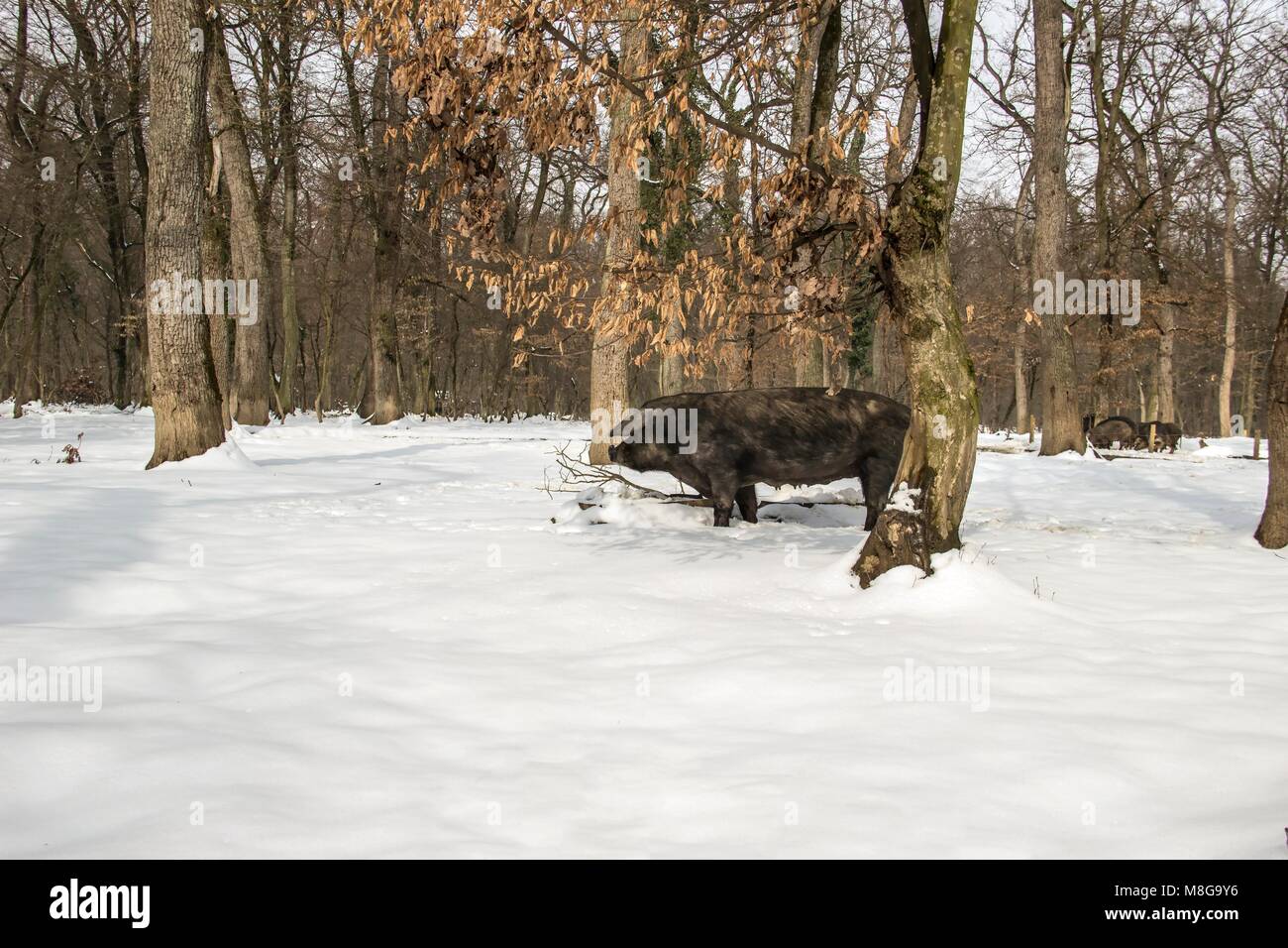 Serbien - Die Mangalica (Mangalitsa, mangalitza) Eine alte ungarische Hunderasse der Hausschwein frei durchstreifen die verschneite Wälder und Nahrungssuche für Lebensmittel Stockfoto