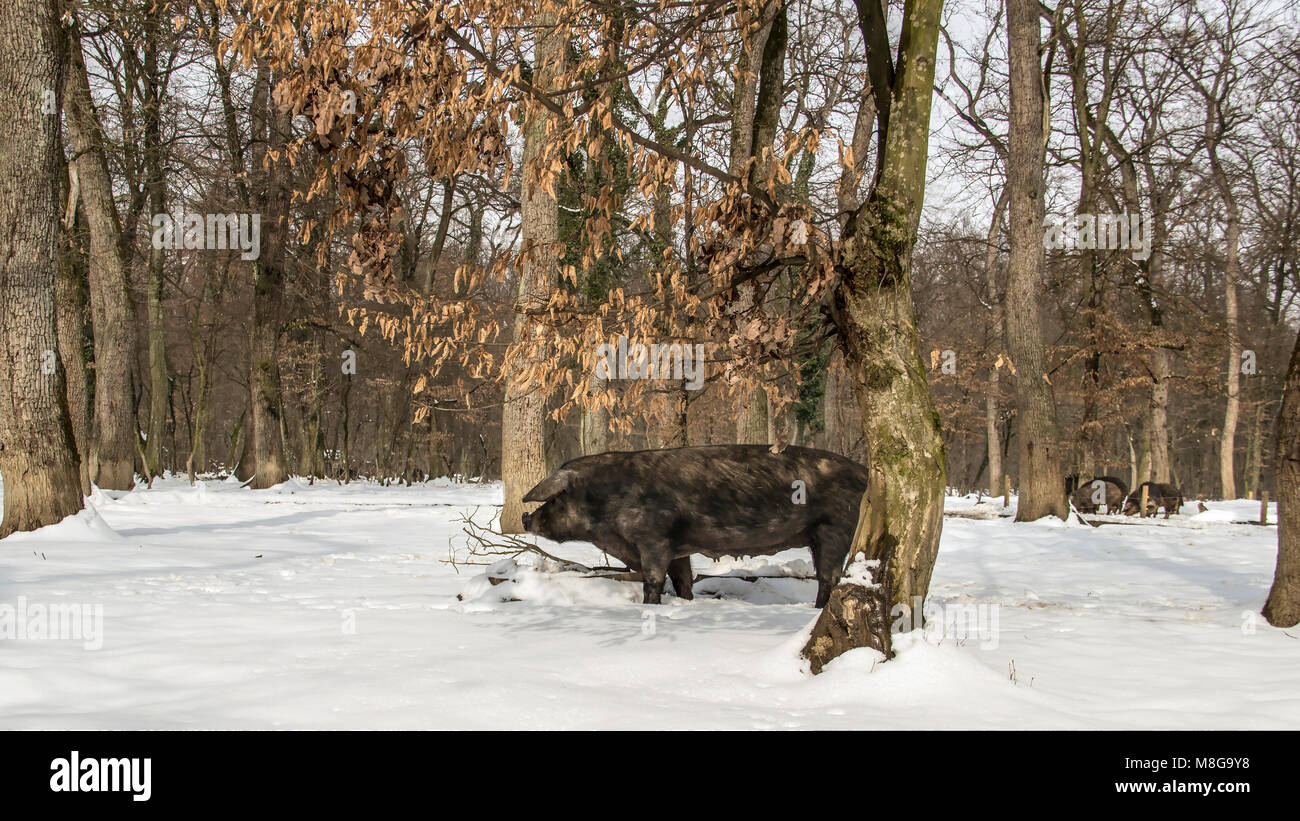 Serbien - Die Mangalica (Mangalitsa, mangalitza) Eine alte ungarische Hunderasse der Hausschwein frei durchstreifen die verschneite Wälder und Nahrungssuche für Lebensmittel Stockfoto