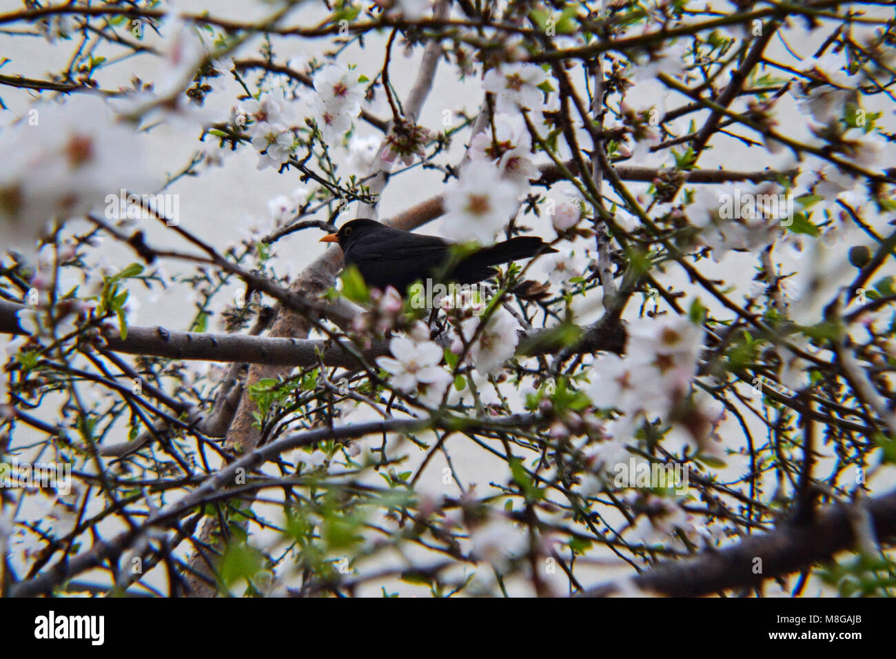 Schwarzer Vogel auf einem Zweig der Mandel/cherry tree blossom Stockfoto