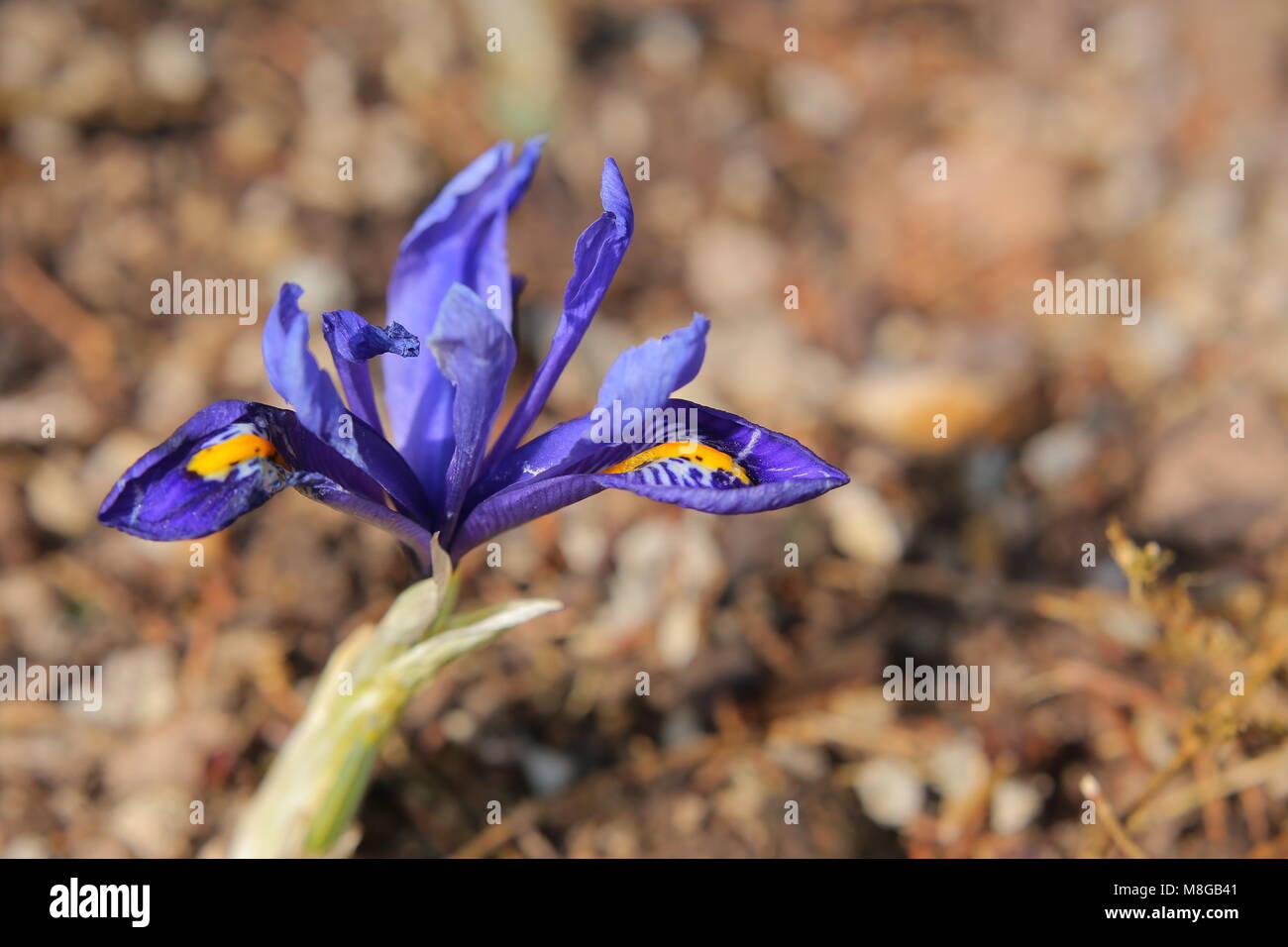 Iris reticulata (Golden fing Iris) im Frühjahr. Stockfoto